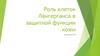Роль клеток Лангерганса в защитной функции кожи