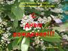 МБОУ БГО Борисоглебская СОШ №5. Детское объединение «ПЛАНЕТА ДЕТСТВА». «С днем рождения»