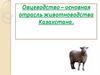Овцеводство – основная отрасль животноводства Казахстана