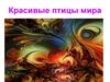 Красивые птицы мира