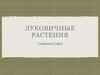 Что такое луковичные растения?
