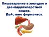 Пищеварение в желудке и двенадцатиперстной кишке. Действие ферментов