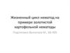 Жизненный цикл нематод на примере золотистой картофельной нематоды
