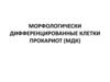 Морфологически дифференцированные клетки прокариот (МДК)
