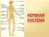 Нервная система