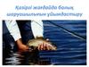 Қазіргі жағдайда балық шаруашылығын ұйымдастыру