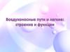 Воздухоносные пути и легкие: строение и функции