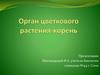 Орган цветкового растения - корень