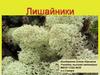 Лишайники