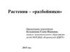 Растения – «разбойники»