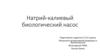 Натрий-калиевый биологический насос