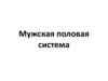 Мужская половая система