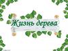Жизнь дерева