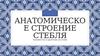 Анатомическое строение стебля