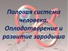 Половая система человека. Оплодотворение. Развитие зародыша