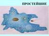 Простейшие. Характерные признаки простейших