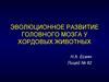 Эволюционное развитие головного мозга у хордовых животных