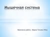 Мышечная система
