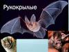 Класс: Млекопитающие. Отряд: Рукокрылые