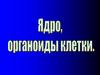 Ядро. Органоиды клетки
