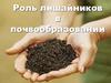 Роль лишайников в почвообразовании