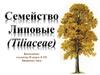 Семейство Липовые (Tiliaceae)