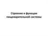 Строение и функции пищеварительной системы. Заболевания органов пищеварения