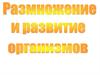 Размножение и развитие организмов