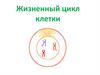 Жизненный цикл клетки