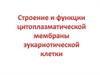 строение и функции цитоплазматической мембраны эукариотической клетки