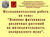Влияние фитонцидов различных растений на жизнедеятельность колорадского жука