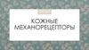 Кожные механические рецепторы