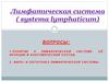 Лимфатическая система ( systema lymphaticum)