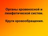 Органы кровеносной и лимфатической систем. Круги кровообращения