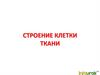 Строение клетки. Ткани