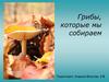 Грибы, которые мы  собираем
