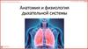 Анатомия и физиология дыхательной системы