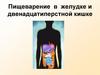 Пищеварение в желудке и двенадцатиперстной кишке