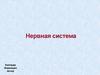 Нервная система (1)