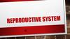 Reproductive system
