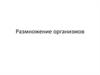 Размножение организмов