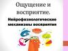 Ощущение и восприятие. Нейрофизиологические механизмы восприятия