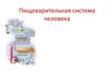 Пищеварительная система человека