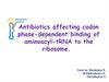 Antibiotics affecting codon phase-dependent binding of aminoacyl-tRNA to the ribosome