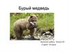 Бурый медведь