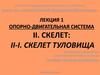 Опорно-двигательная система человека. Скелет туловища