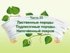 Мир леса. Лиственные породы. Подлесочные породы. Напочвенный покров. Часть 3