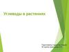 Углеводы в растениях