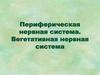 Периферическая нервная система. Вегетативная нервная система