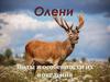 Олени. Виды и особенности их поведения
